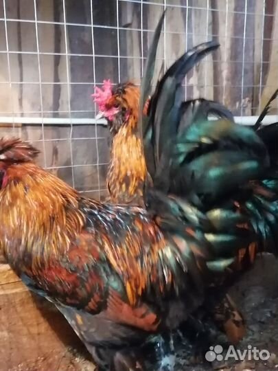 Павловские цыплята