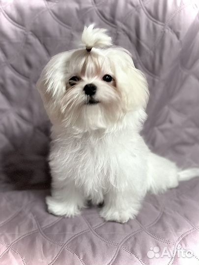 Малыш Мальтезе