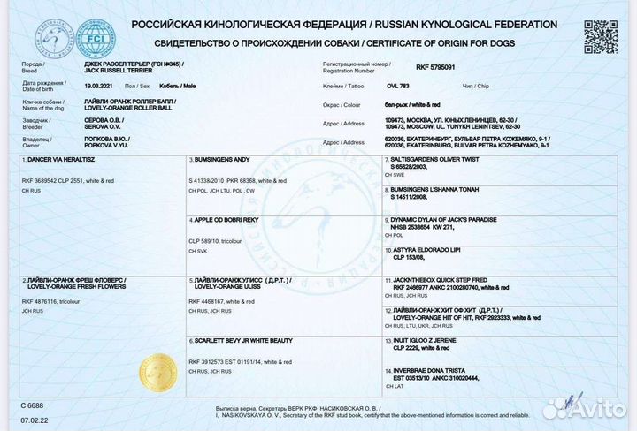 Щенки джек рассел терьер с документами