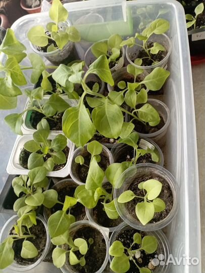 Цветы петунии рассада