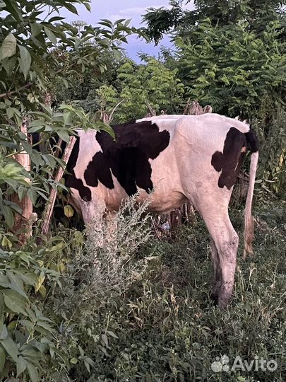 Коровы дойные