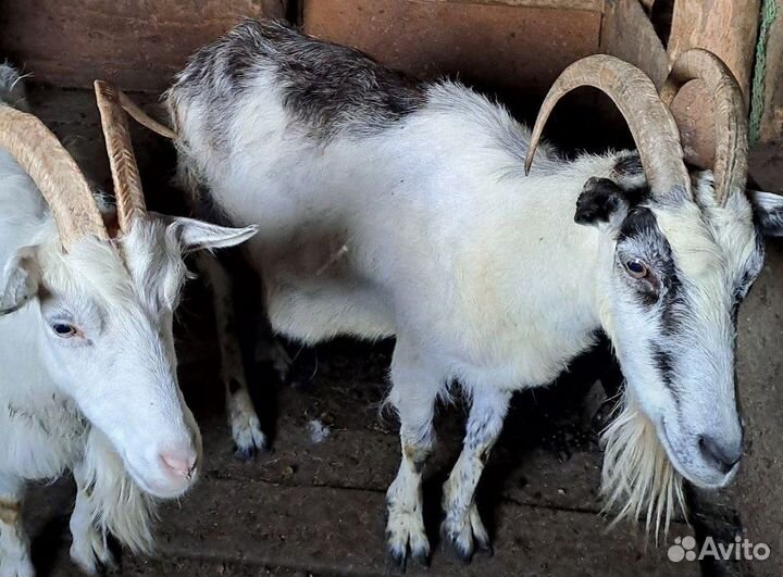 Продам дойных коз и молодых козлят (козочек)