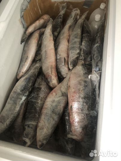 Рыба горбуша