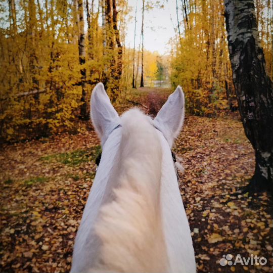 Требуются волонтëры на конюшню