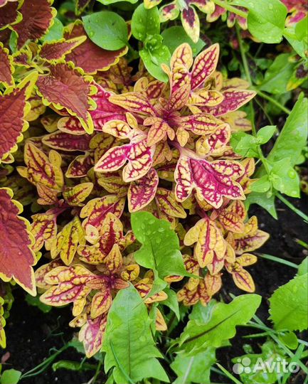 Срезы колеусов, колеусы