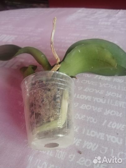 Орхидея фаленопсис