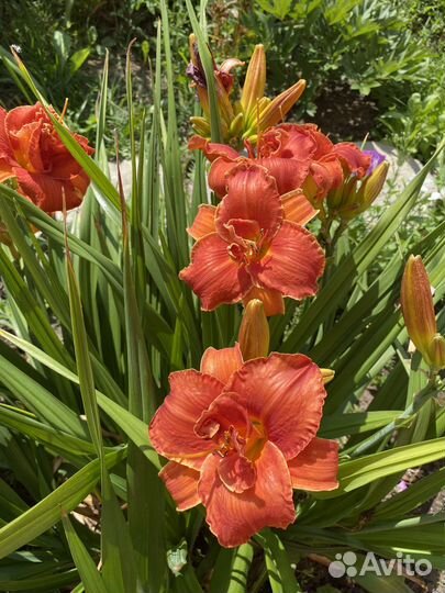 Лилейники сортовые