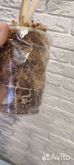 Аглаонема Ruay Lab