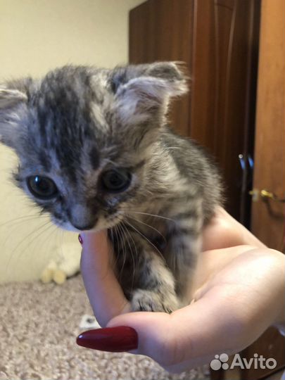 Отдам двух кошечек в хорошие руки