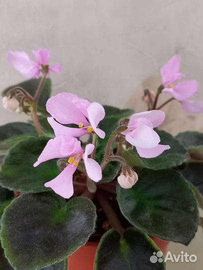 Фиалки мини/полумини