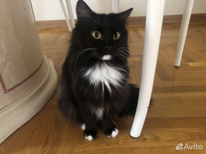 Бонечка ищет дом