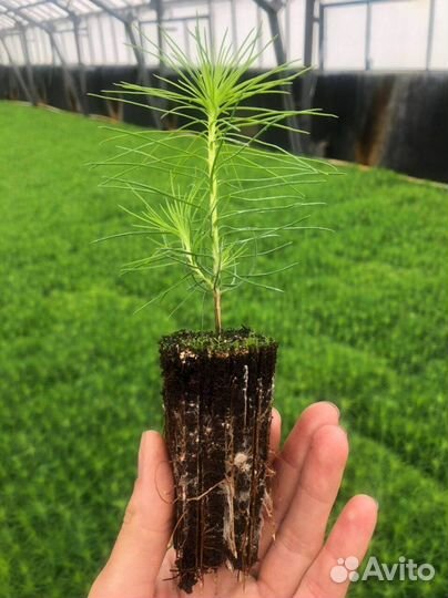 Сеянцы ели окс