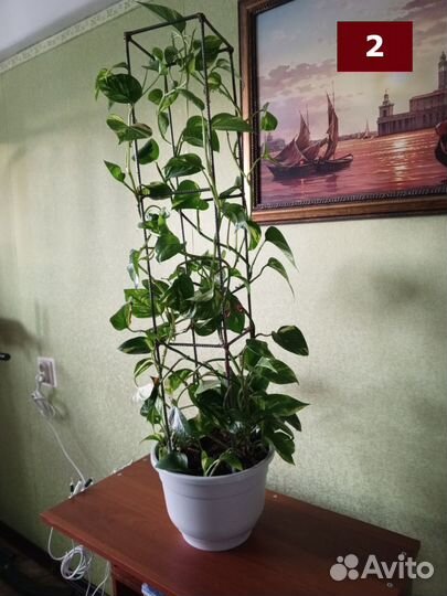 Сциндапсус (эпипремнум) на металлической стелле