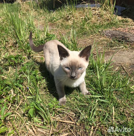 Котенок девочка Жанни