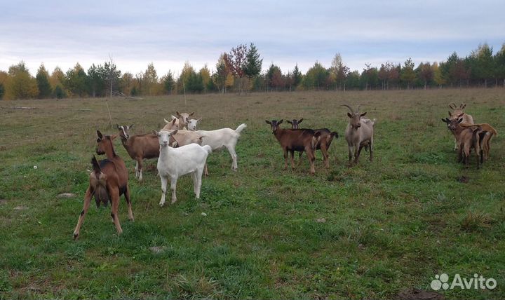 Козы альпийские