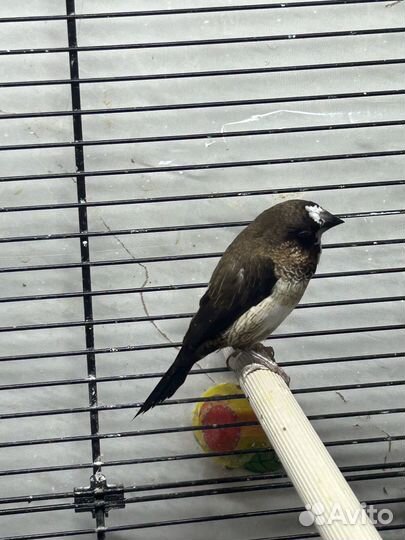 Японские и зебровый амадины