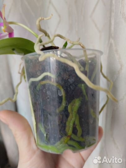 Орхидея Phalaenopsis