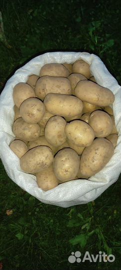 Продам картофель