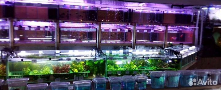 Аквариумные растения филиал Беляево ассортимент