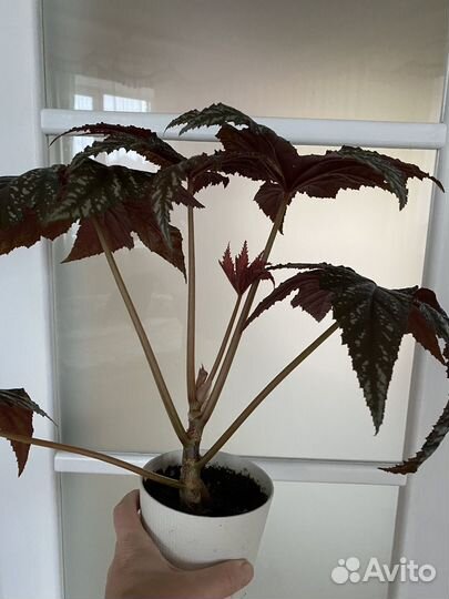 Бегония Грифон