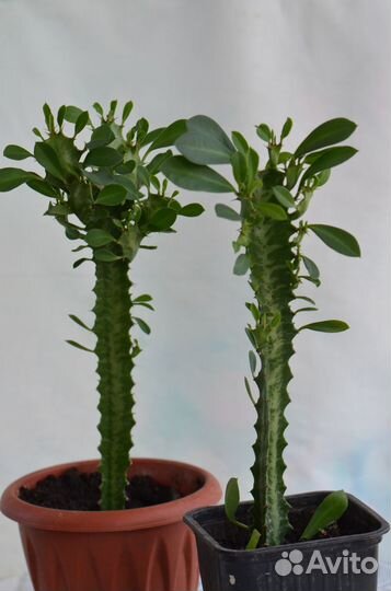 Молочай трёхгранный