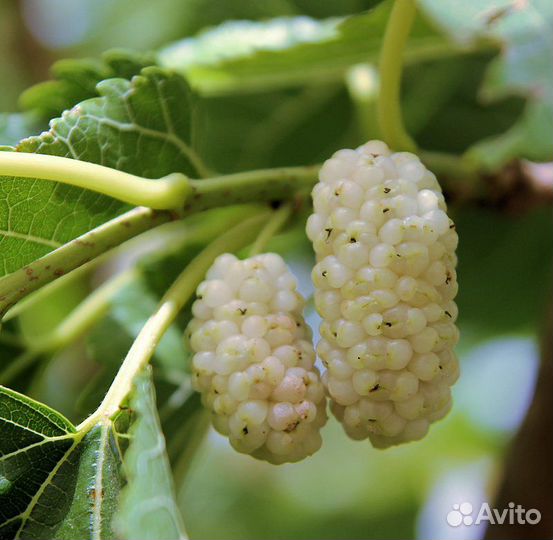 Шелковица черная и белая (саженец)