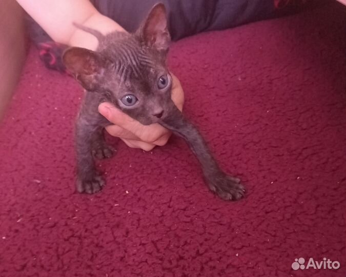 Канадский сфинкс котенок