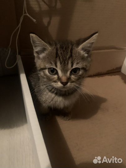 Котята в дар бесплатно,1 месяц,мальчик и девочка