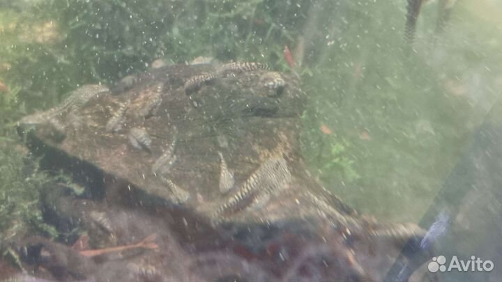 Севилия, Сомик Пигмей