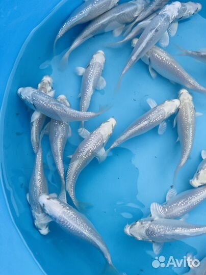 Карп кои малек