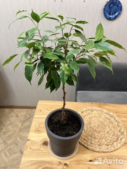 Фикус Регидан