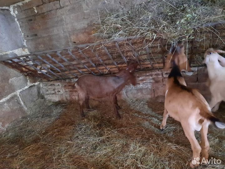 Козы нубийская