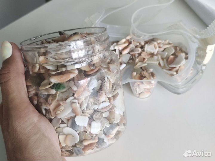 Природный материал ракушки морские