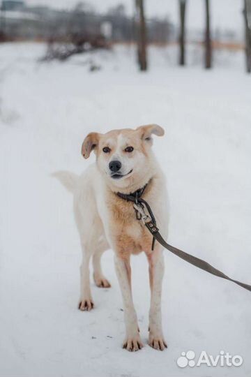 Собака Сметанка