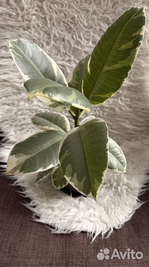 Фикус эластика тинеке