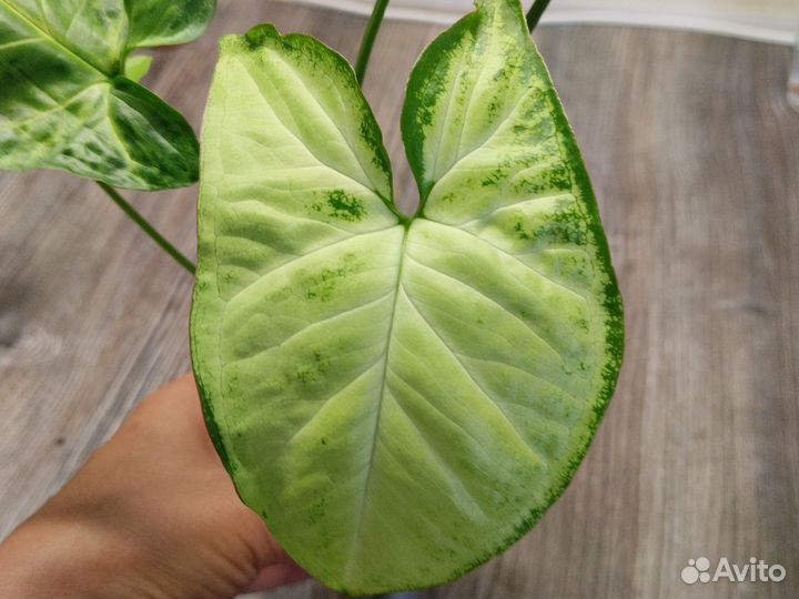 Сциндапсус, сингониум