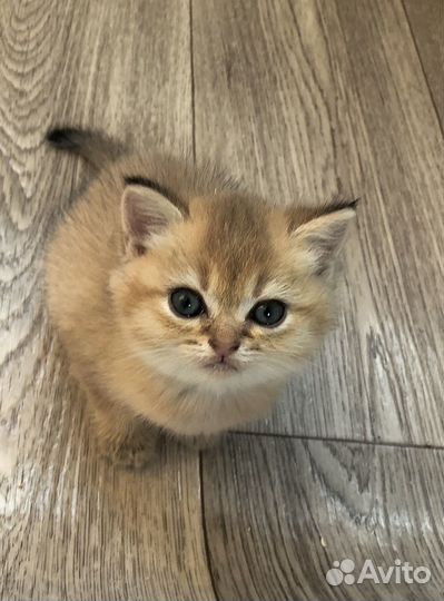 Шотландские котята