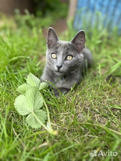 Котята русская голубая