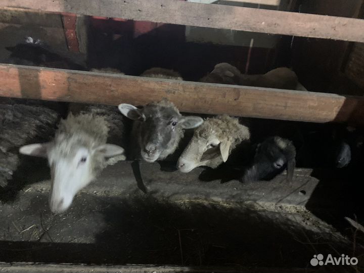 Ярки, бараны упитанные