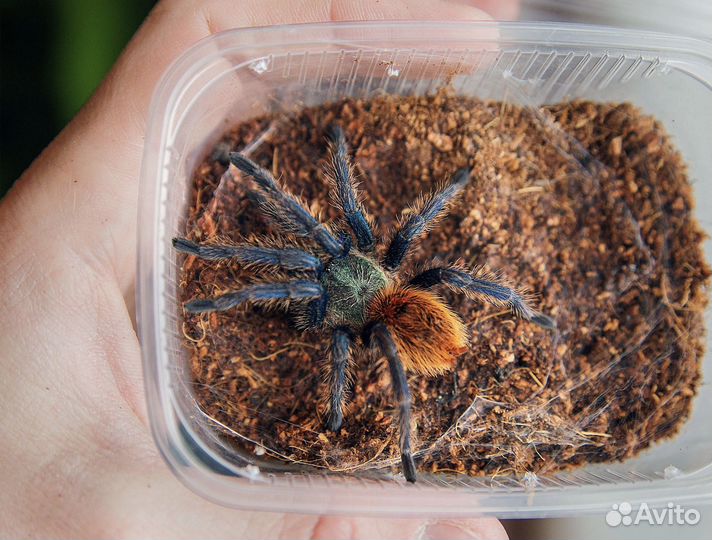 Паук птицеед