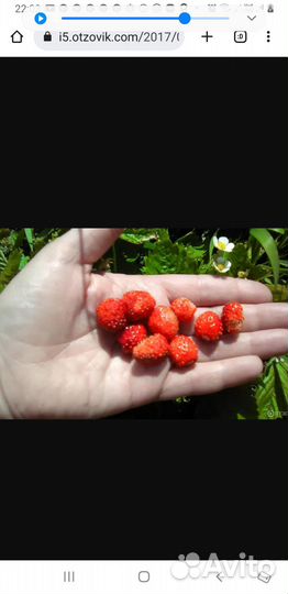 Рассада многолетников