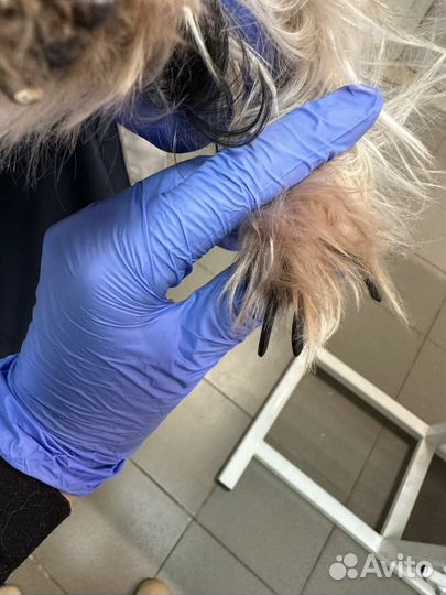 Ветеринарная консультация