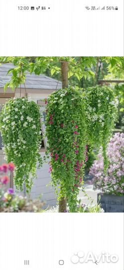 Укоренившиеся черенки лофосспермум