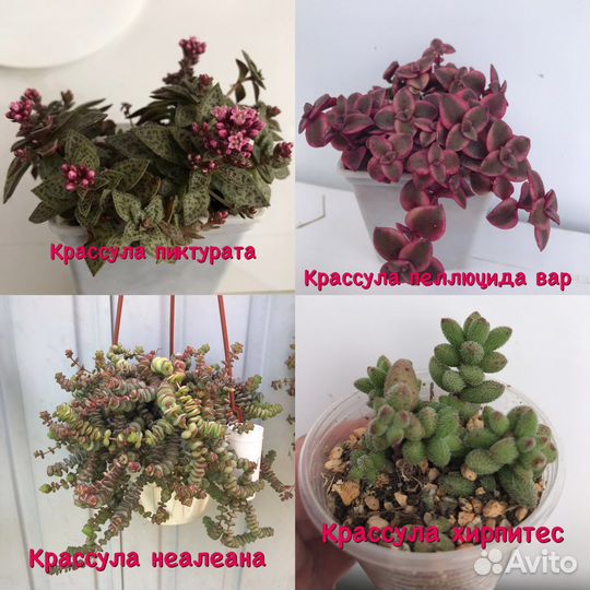 Суккуленты крассулы