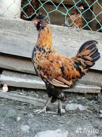 Павловский петух