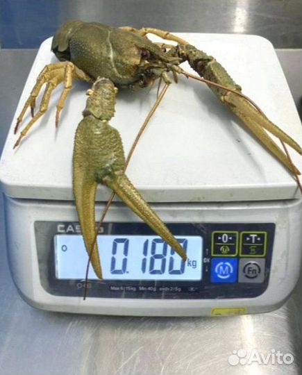 Волжские раки. Доставка