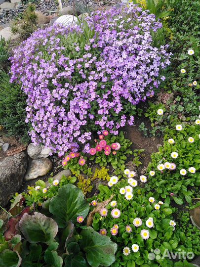 Уличные садовые растения почвопокровники