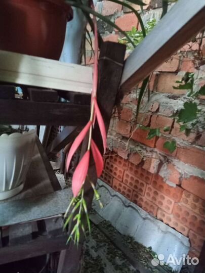 Бильбергия