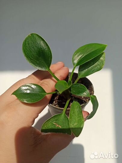 Филодендрон Биркин/вайт вейв