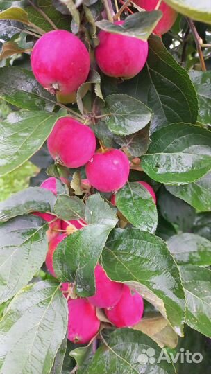 Яблоки домашние